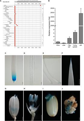 Targeted Transgene Expression in Rice Using a Callus Strong Promoter for Selectable Marker Gene Control